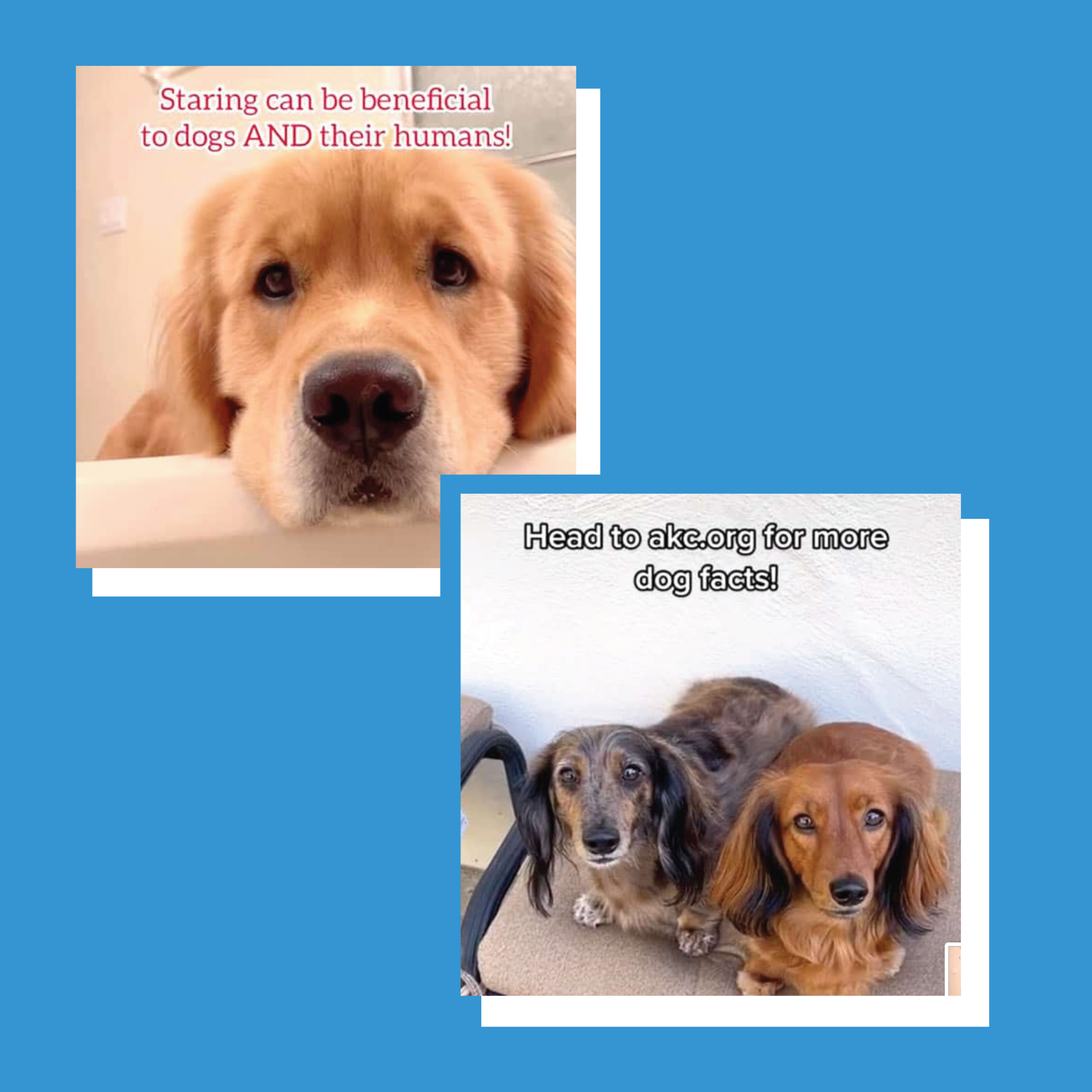 TikTok screenshots of dogs from AKC. First image shows a golden retriever with the copy "Staring can be beneficial to dogs AND their humans!" Second image shows weiner dogs with the caption "Head to akc.org for more facts"