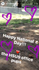 Humane Society Instagram Stories 2