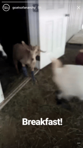 Goats of Anarchy Instagram Stories 1