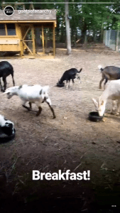 Goats of Anarchy Instagram Stories 1