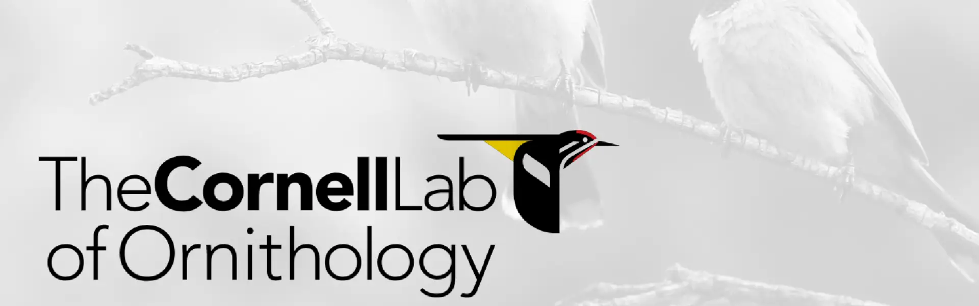 The Cornell Lab of Ornithology: A Multi-Year Digital Fundraising Success Story